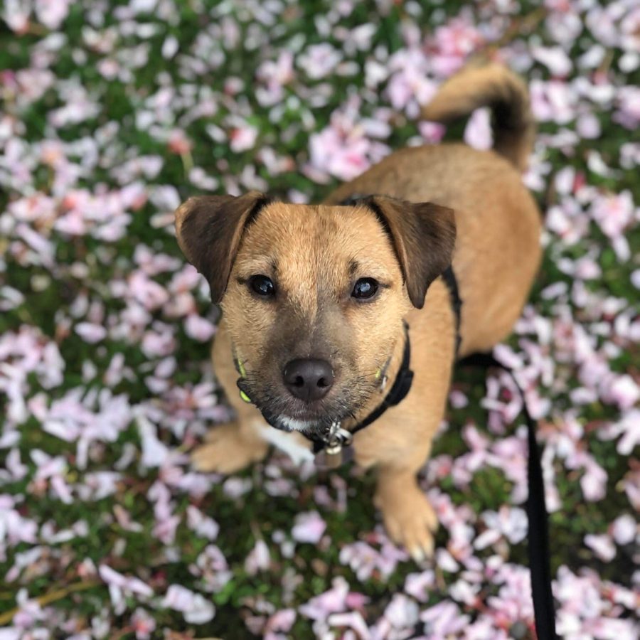 dog-training1 dog-training1