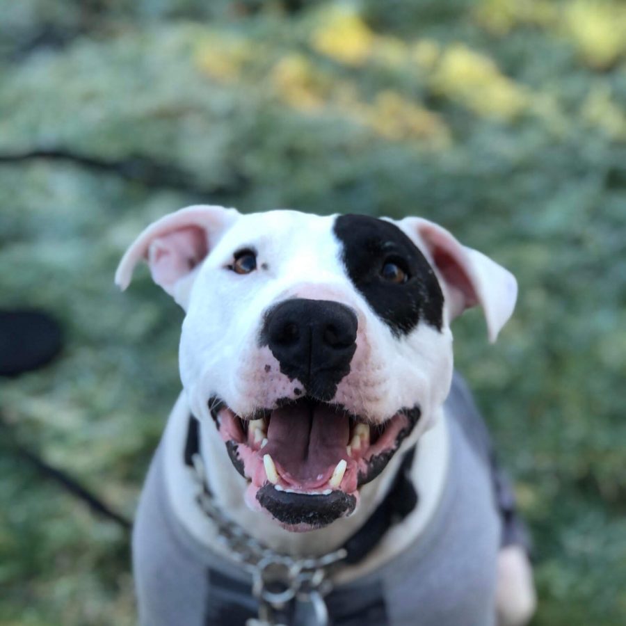 dog-training4 dog-training4